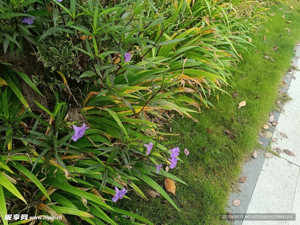 路边紫色小花与绿植