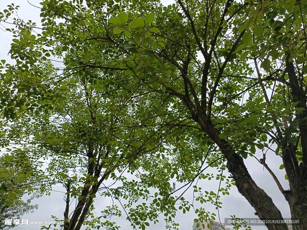 绿叶繁茂的树木景观
