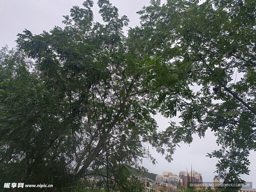 繁茂绿树 