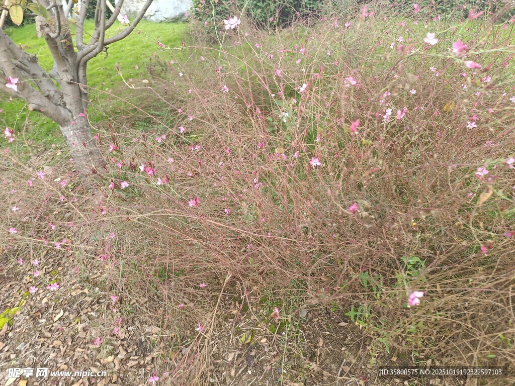 粉色花丛中的自然景致