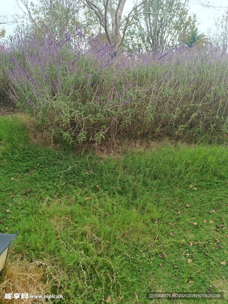 紫色花丛旁的翠绿草地