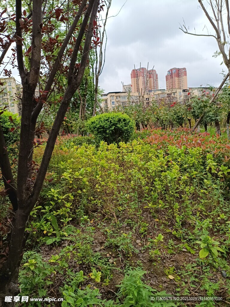 城郊野外绿植与远处建筑