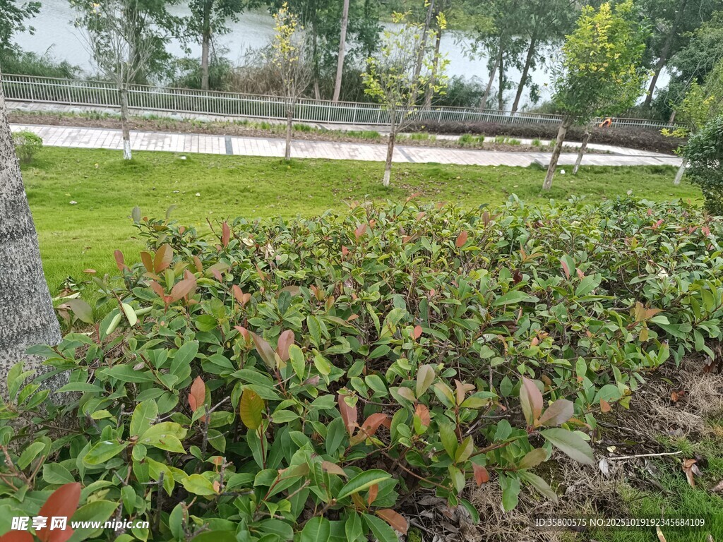 花园中的多彩绿植景观