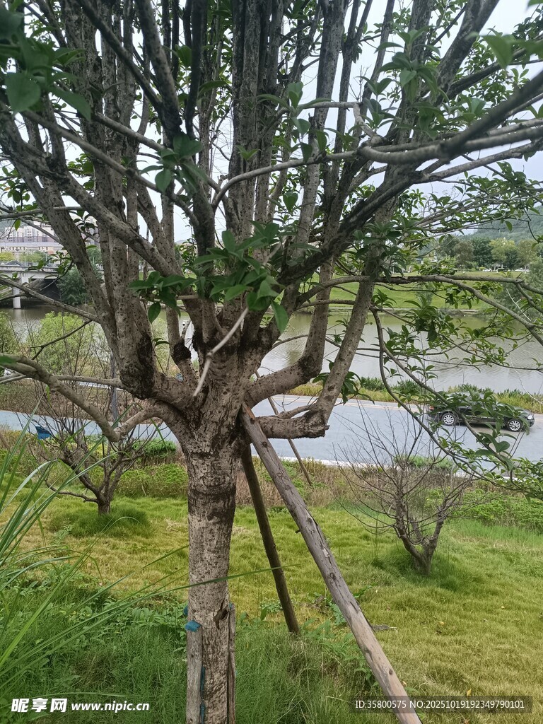 野外奇特造型树木景观
