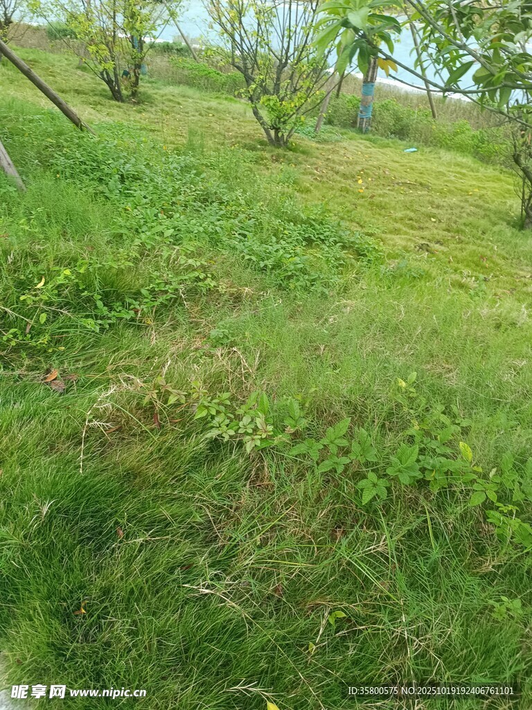 春日绿意盎然的田园草地