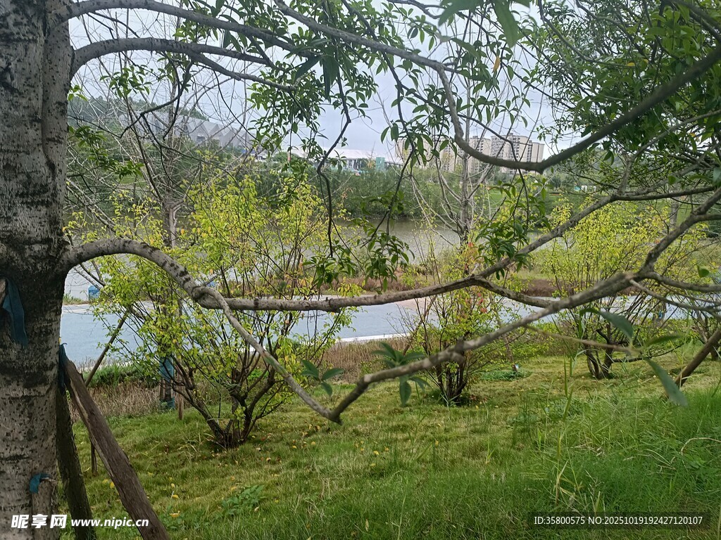 林间河畔的自然景致