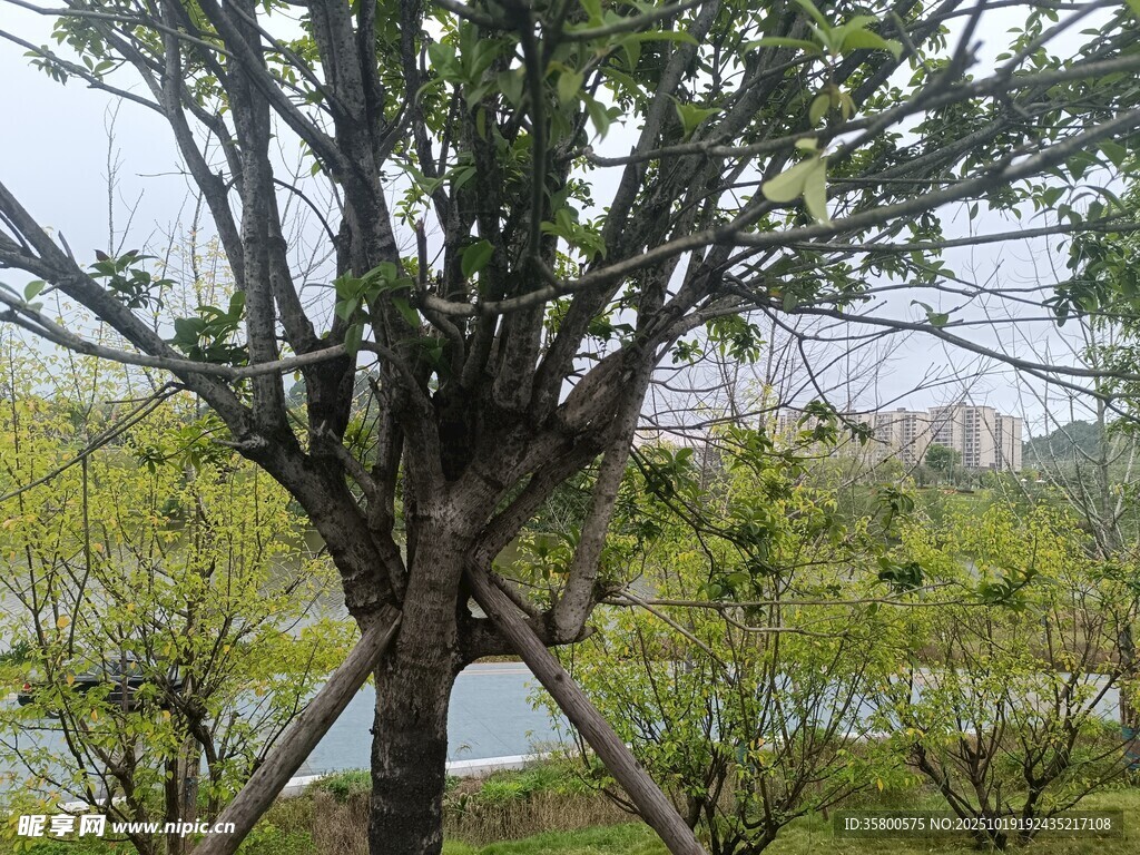 园林中支撑着的茂盛树木