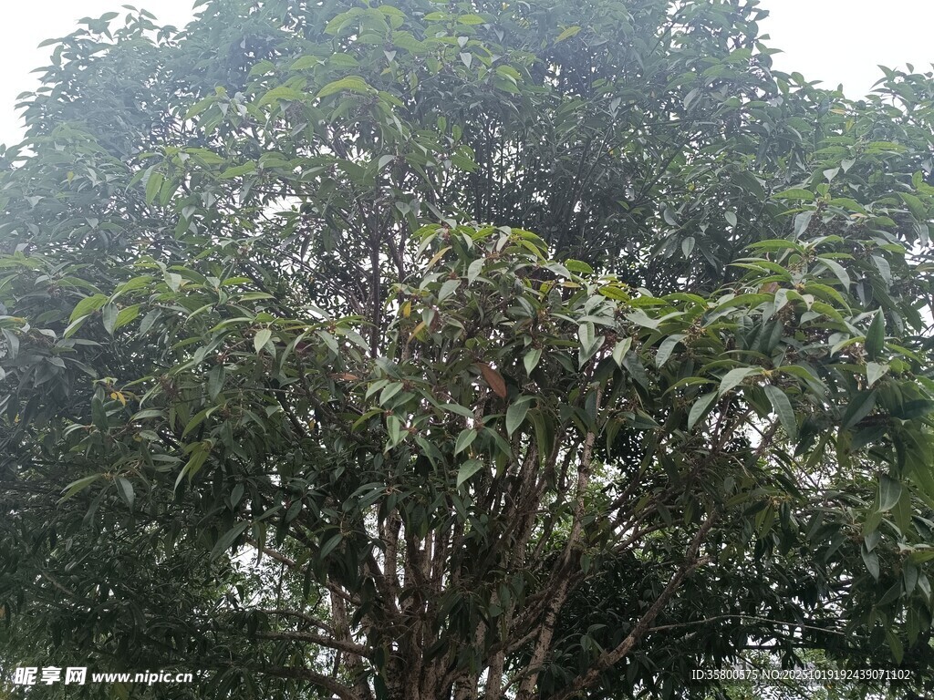 茂盛大树 