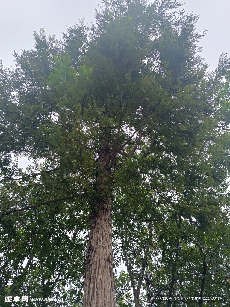 高大挺拔的茂盛树木
