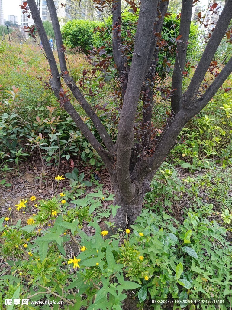 枯树旁的繁茂绿植