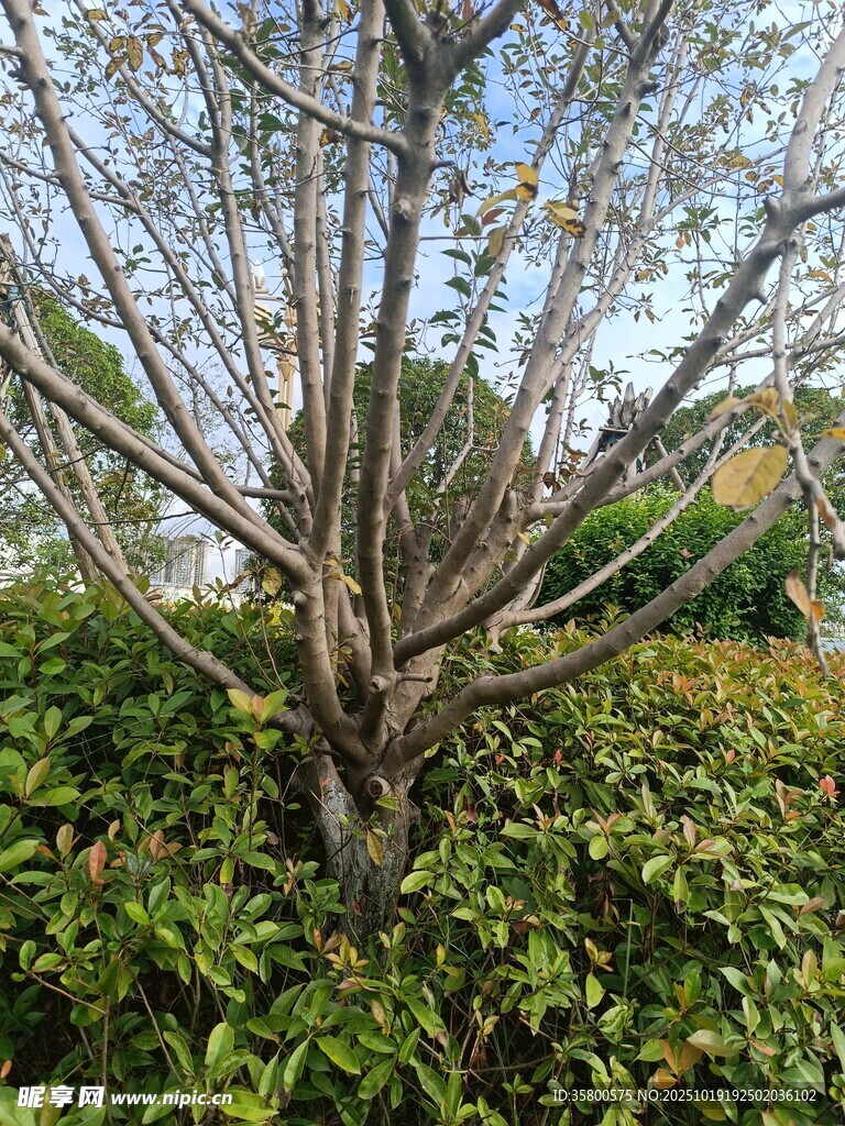 枯树旁的繁茂绿植