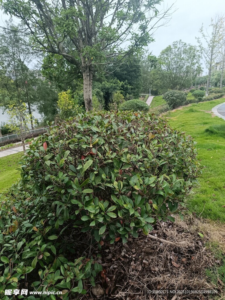 绿意盎然的户外植物景观