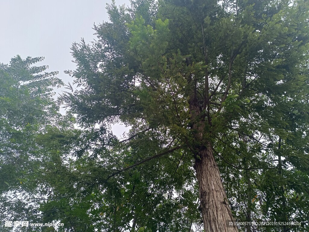 高大挺拔的树木