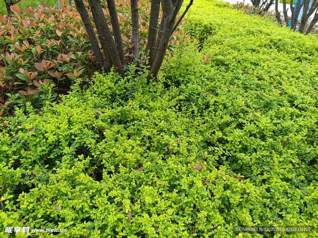 翠绿繁茂的低矮绿植景观