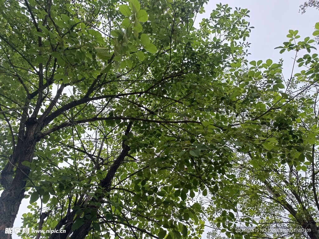 仰视茂密绿树树冠