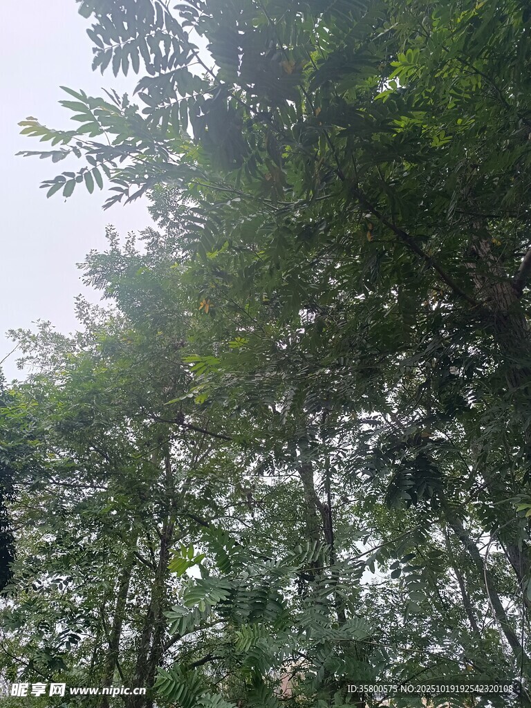 阳光洒落茂密树林