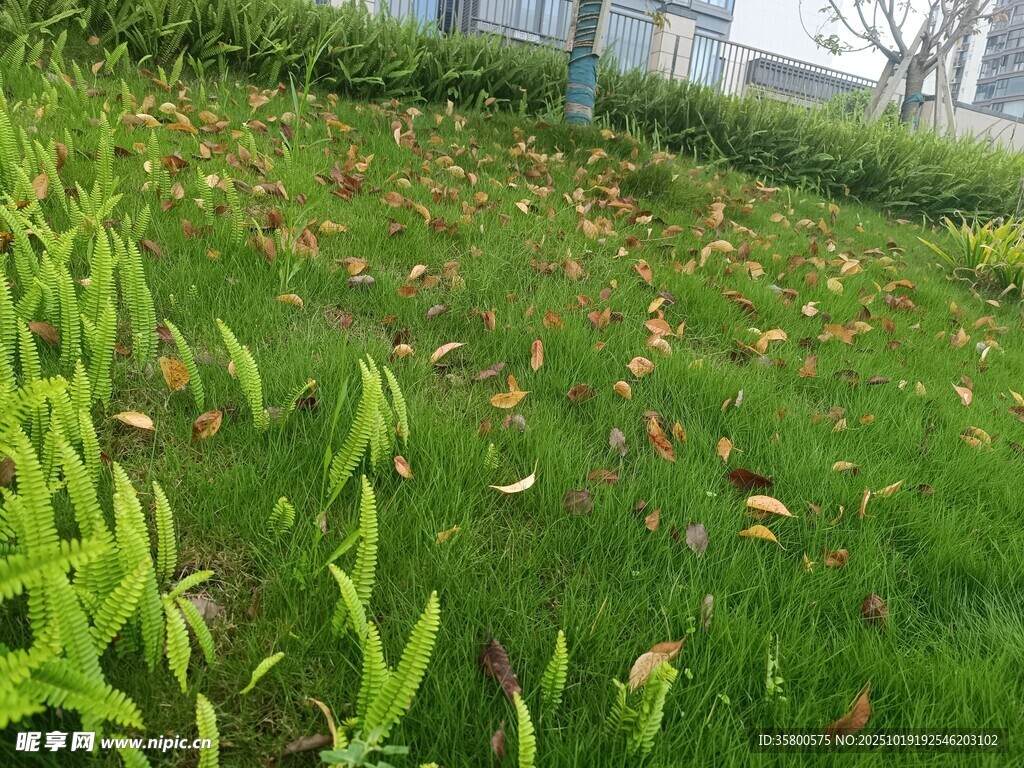 草地间的黄绿叶片景观