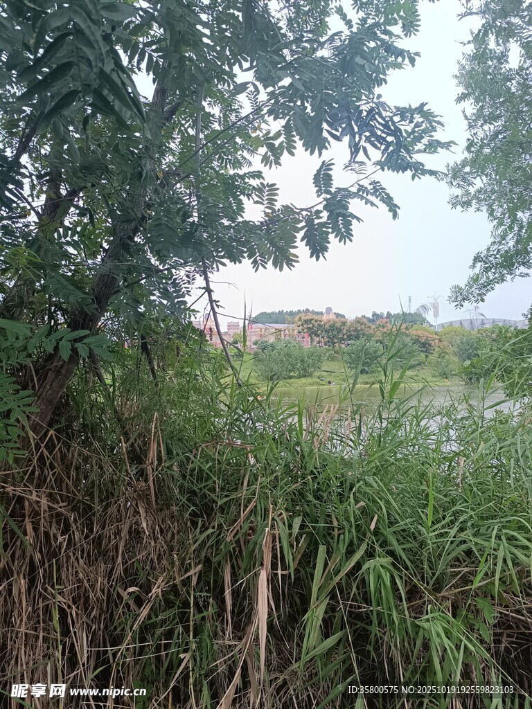 野外茂密草木与开阔远景