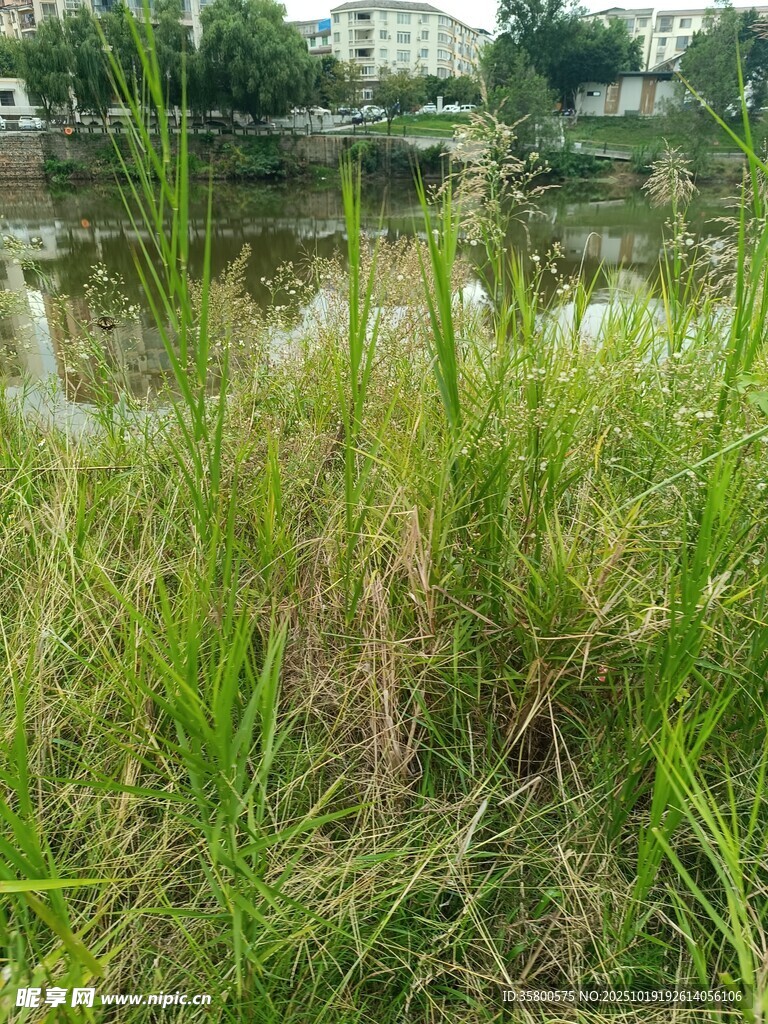 湖畔茂盛野草景观