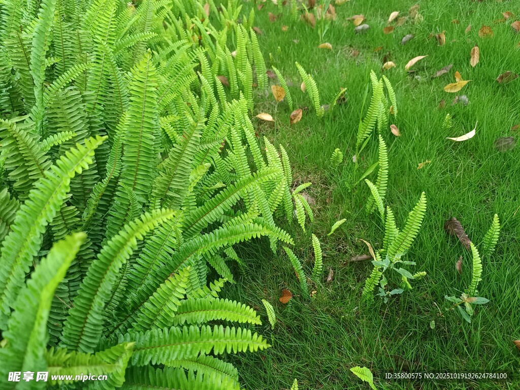 翠绿蕨类植物特写