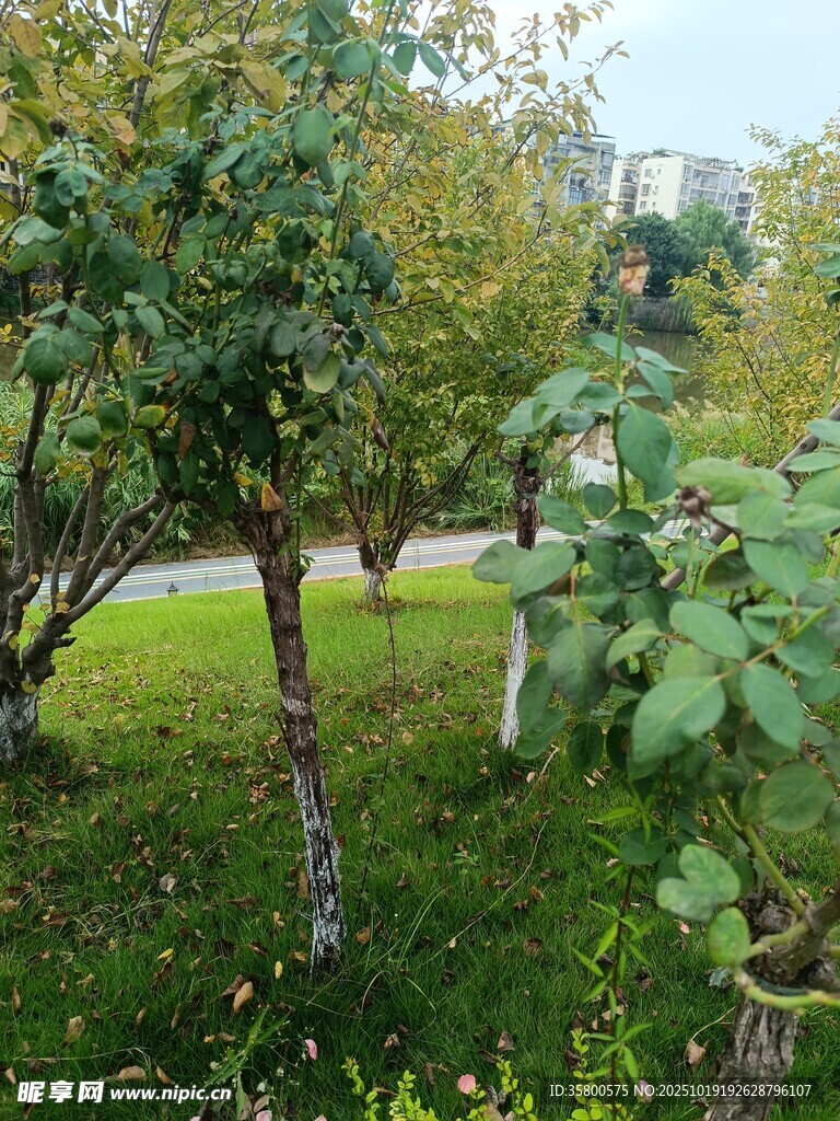 户外绿树草地景致