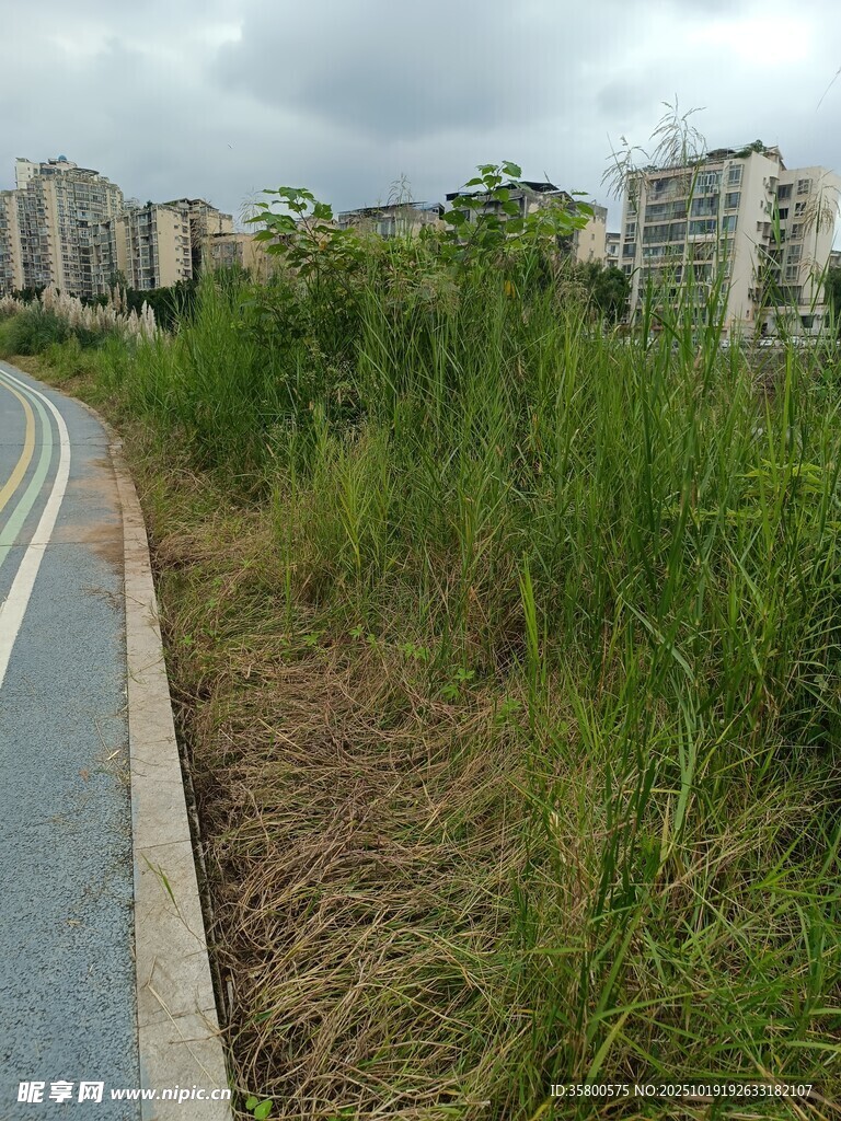 路边繁茂野草与远处建筑