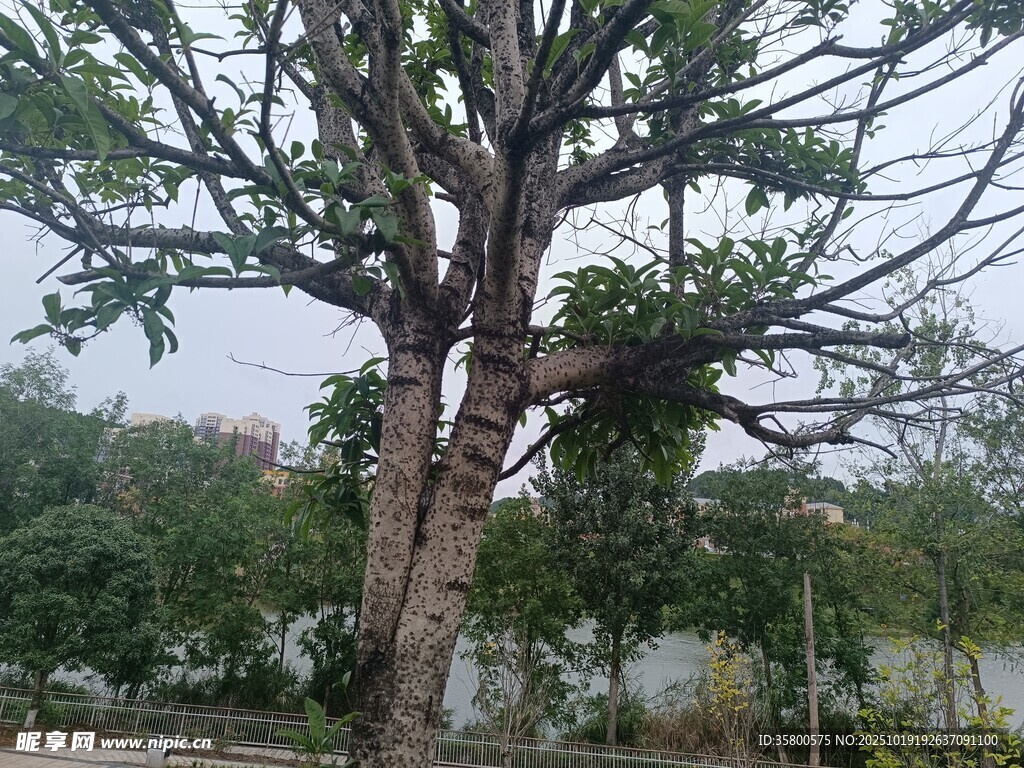 粗壮树干的茂盛树木