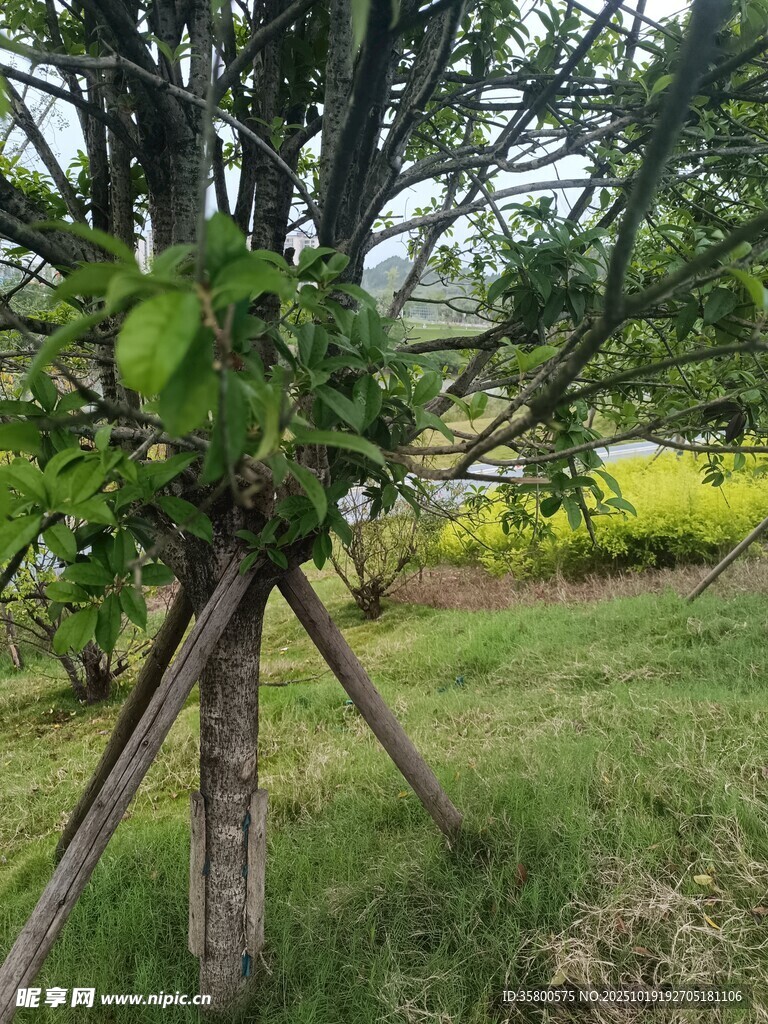 小树被木架支撑于绿野间