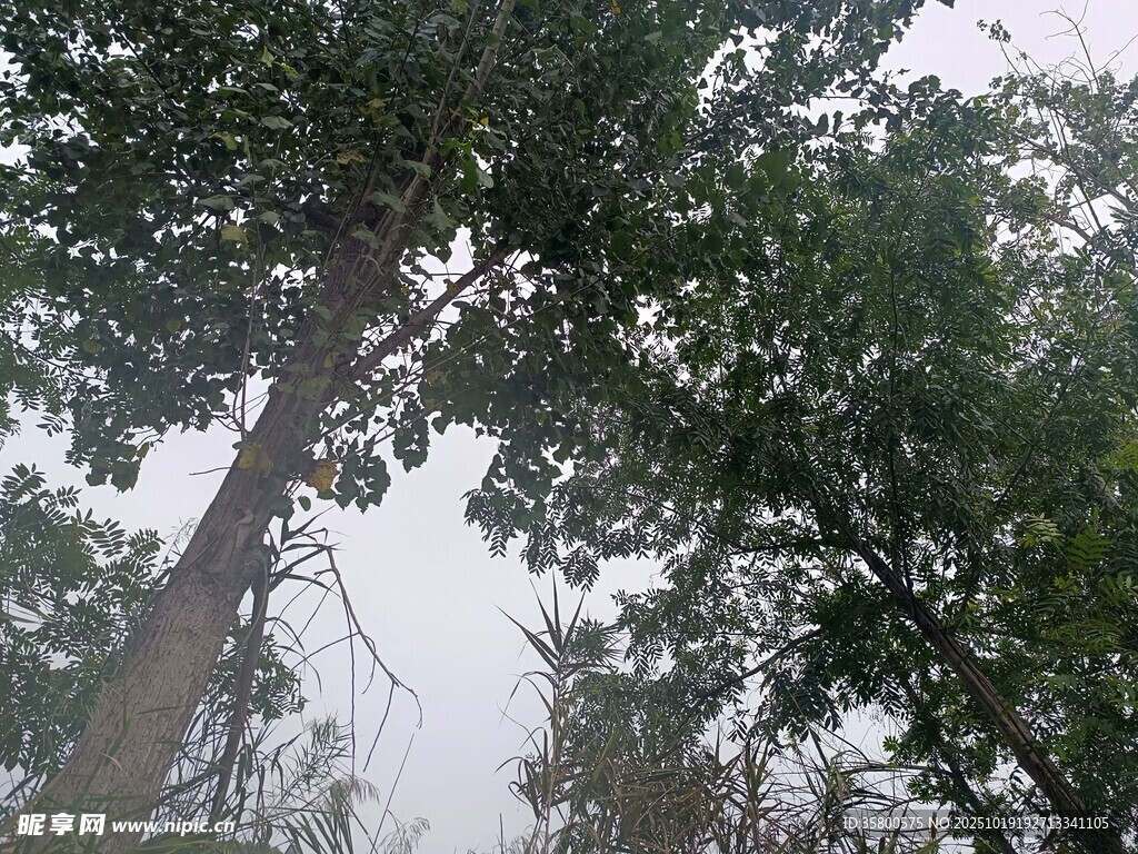 仰视葱郁树木景观