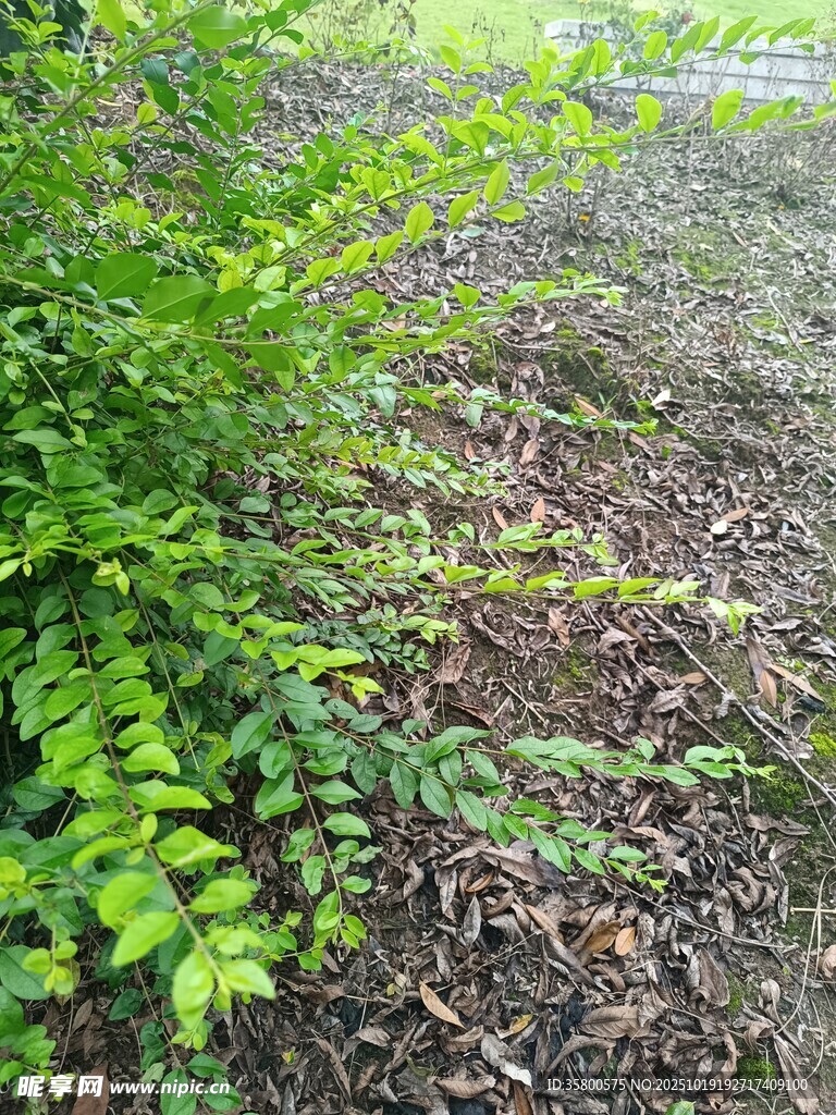 户外绿色植物与地面景象