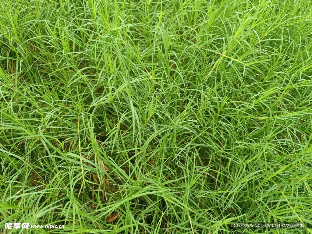翠绿茂盛的草地