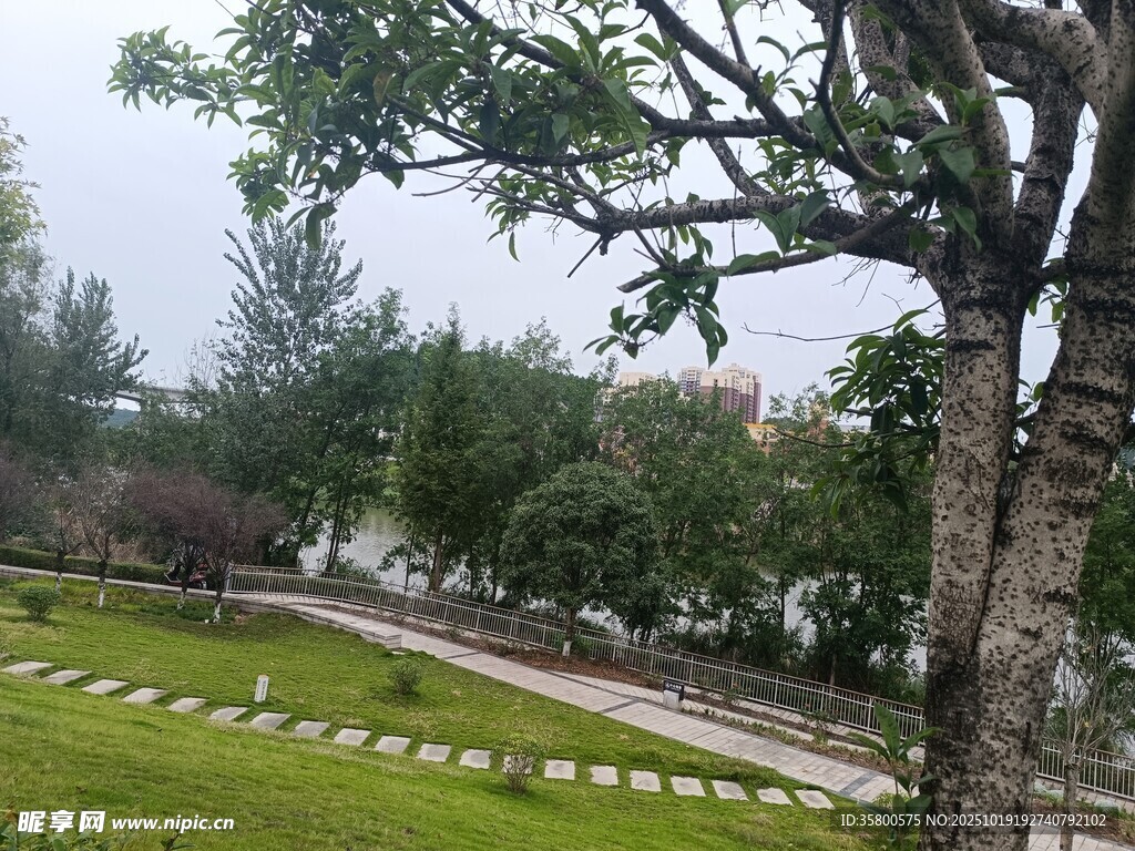 户外绿树环绕的静谧草地