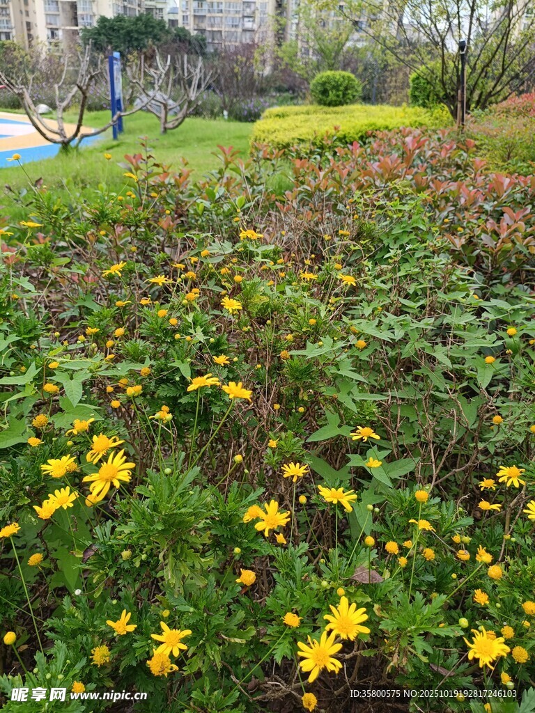 花园中的灿烂黄色小花