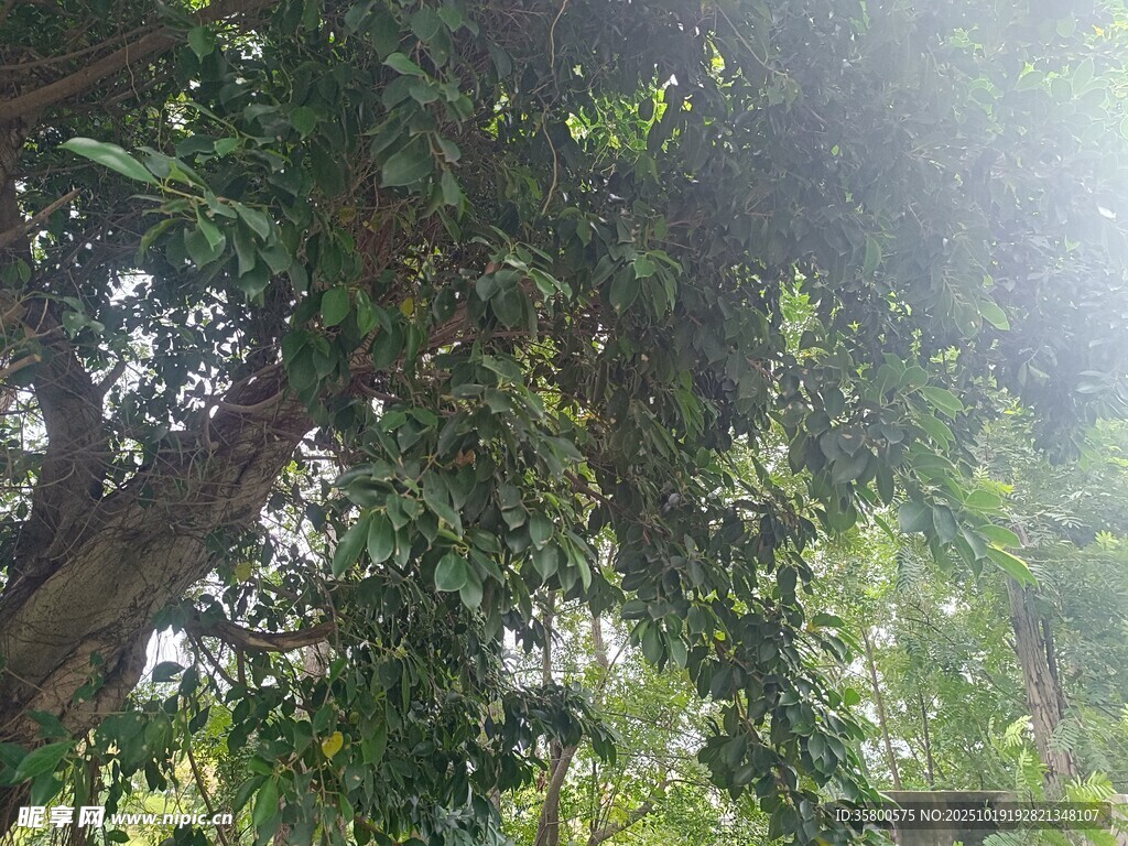 茂密树林中的葱郁绿植