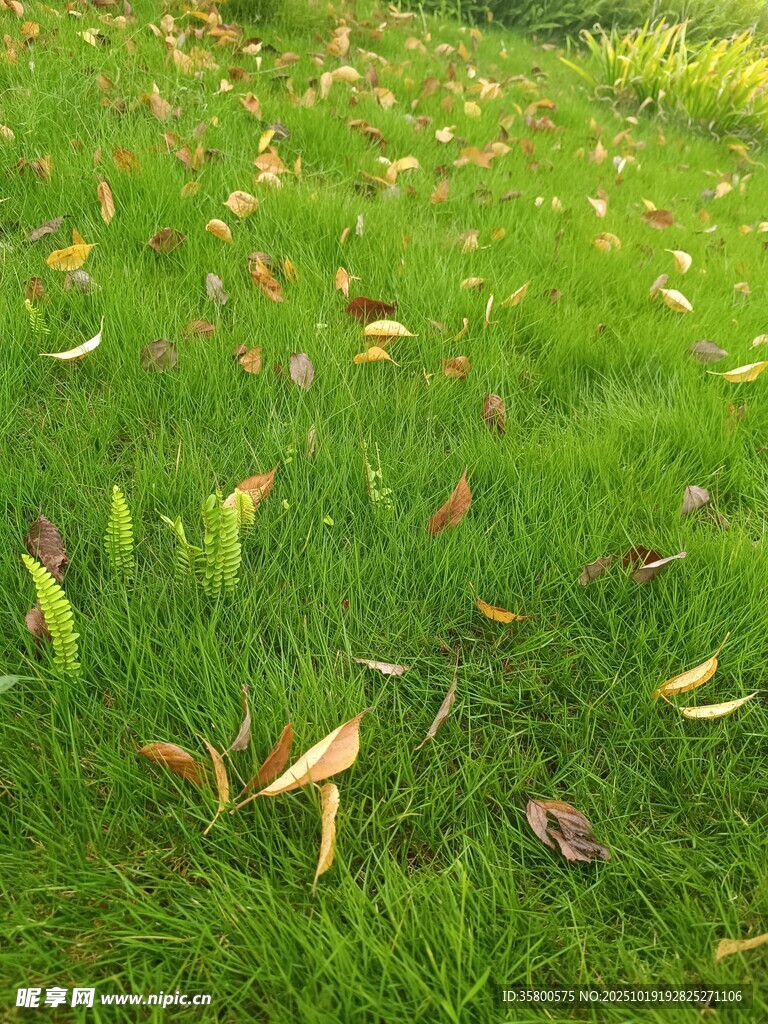 草地散落枯叶的秋日景象