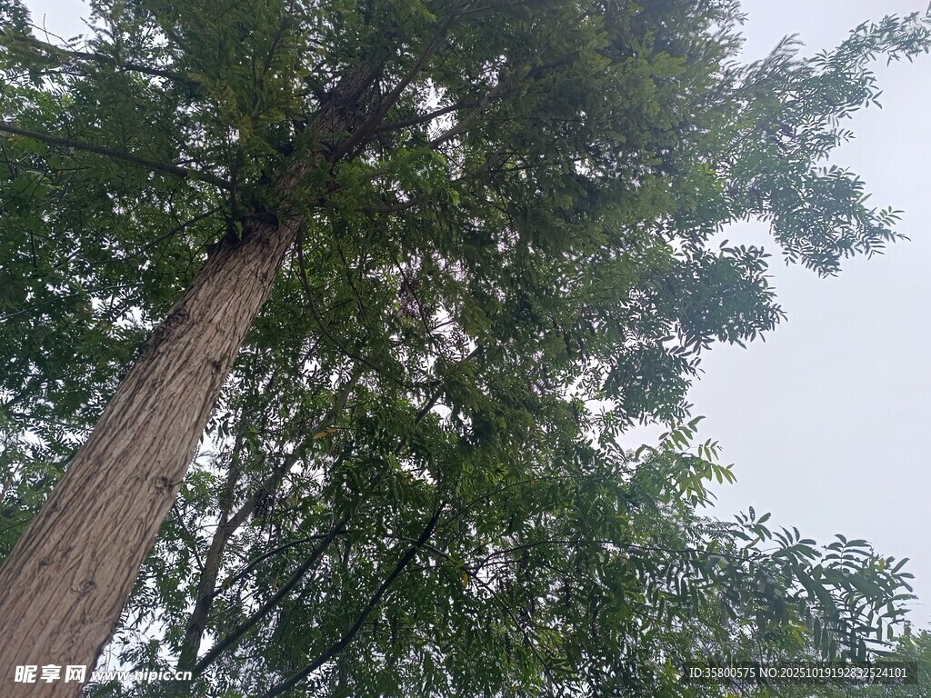 仰视视角下的繁茂高大树木