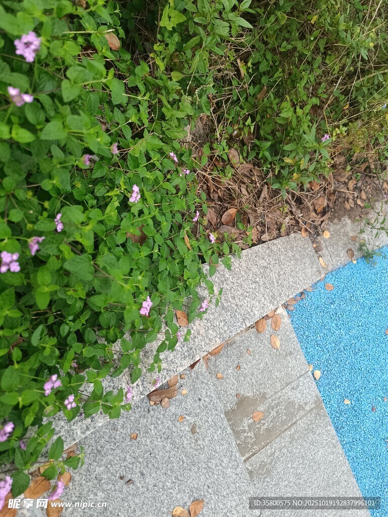 绿植环绕的泳池一角