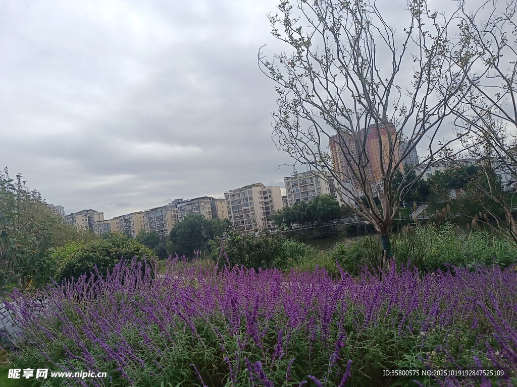 紫色花海与树木景观