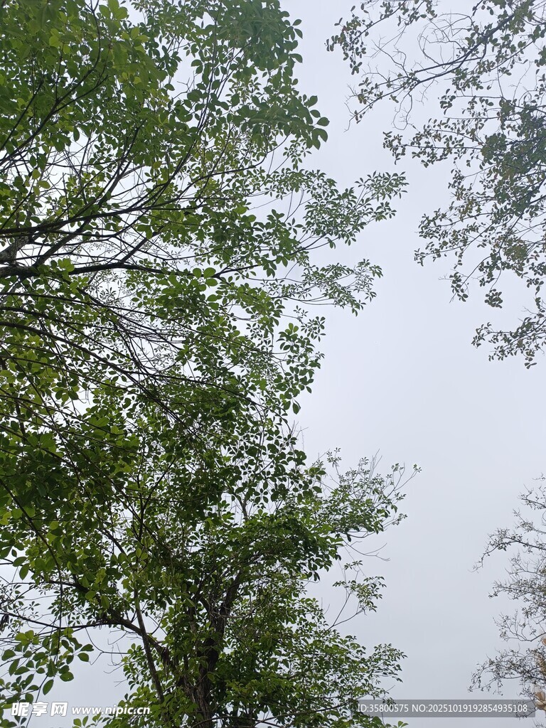 仰视绿树与灰白天空