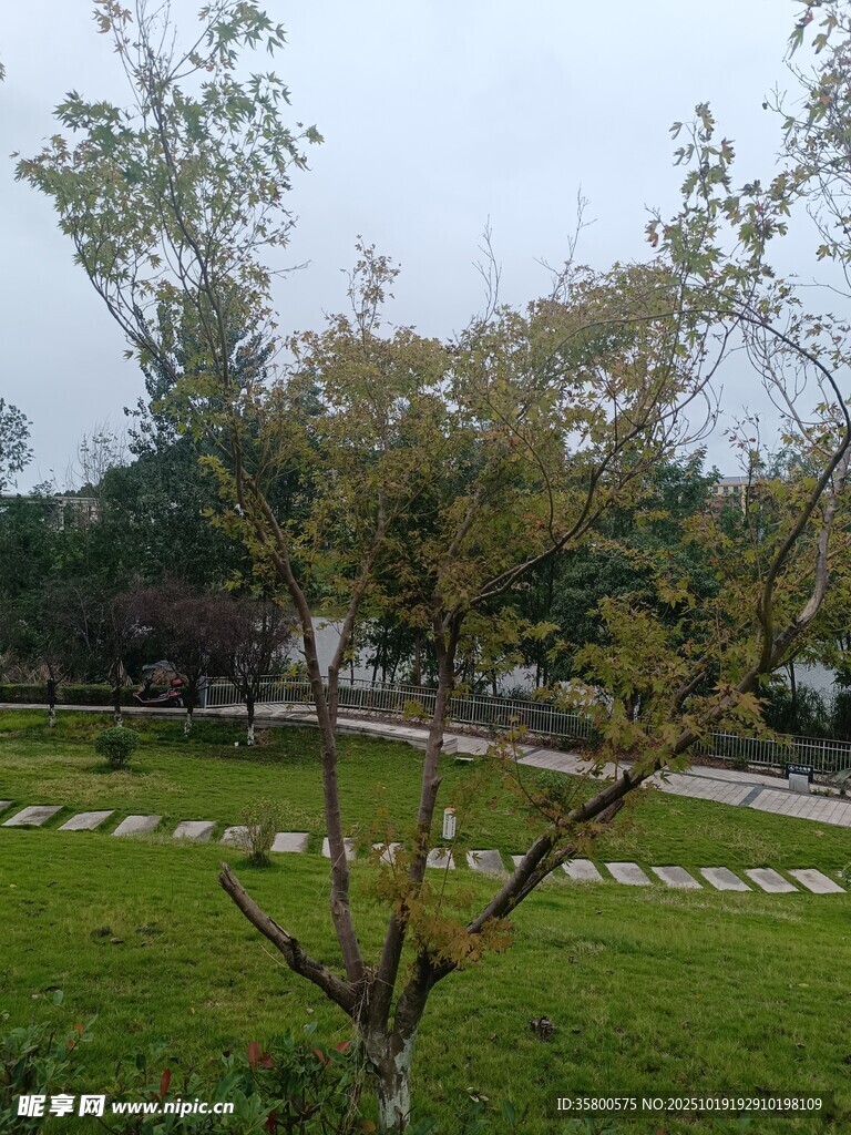 户外绿地中的树木景观