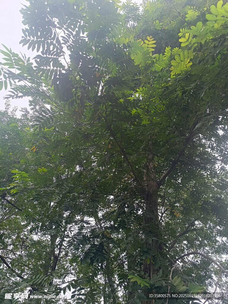 茂密树林中的高大树木