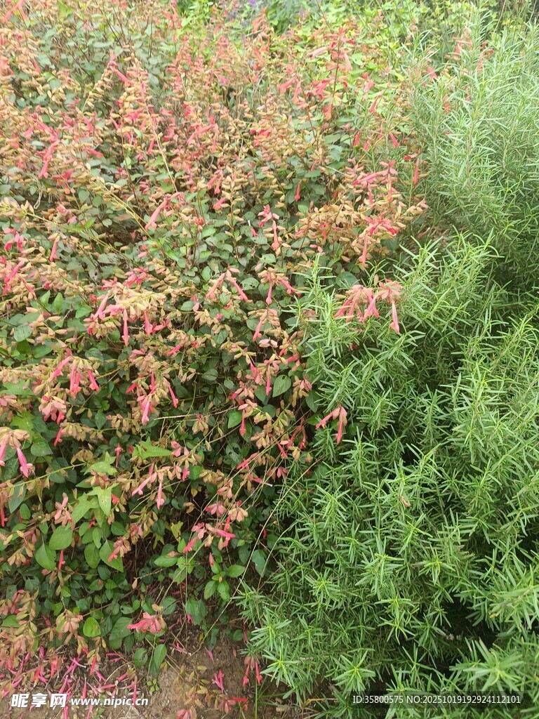 多彩花卉与绿植景观