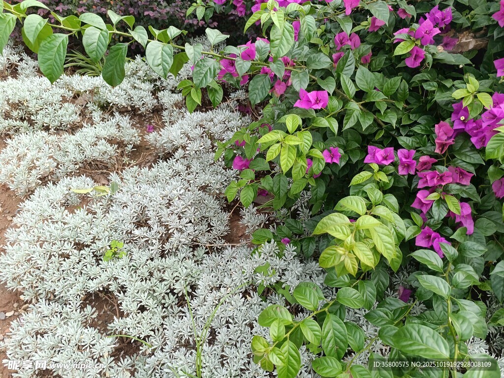 多彩花卉与绿植景观
