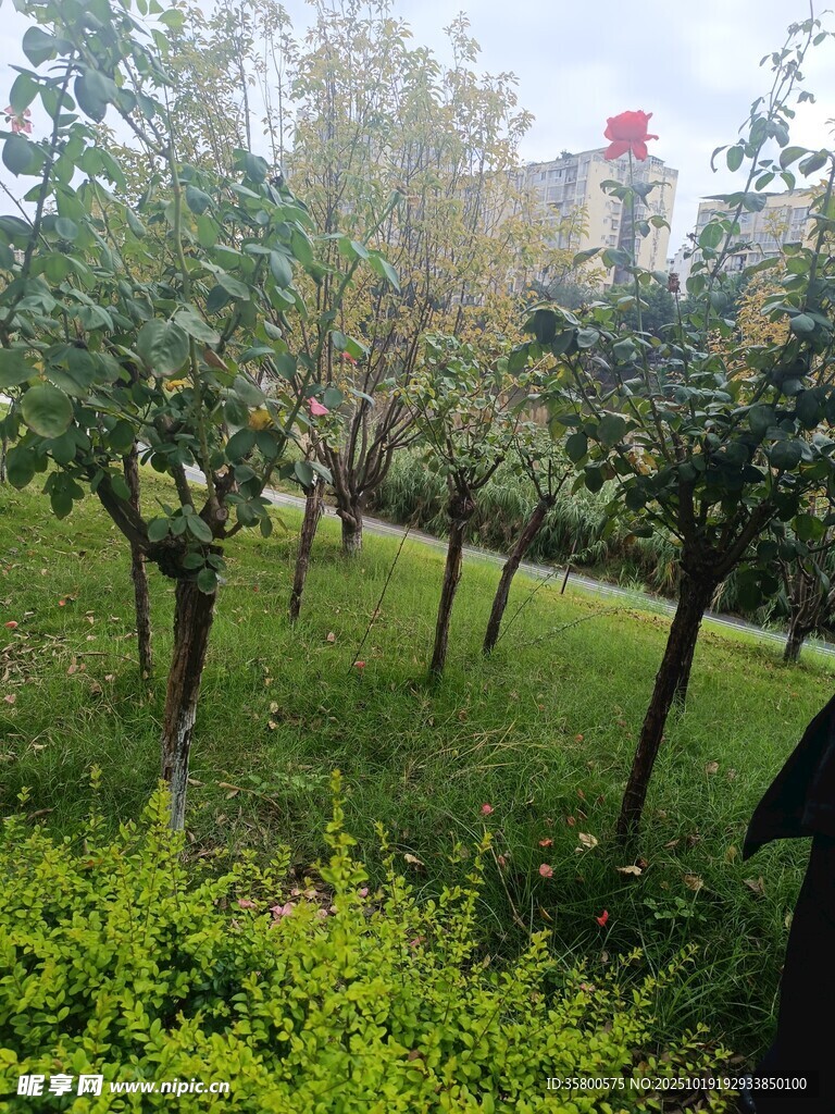 绿意盎然的树林景观