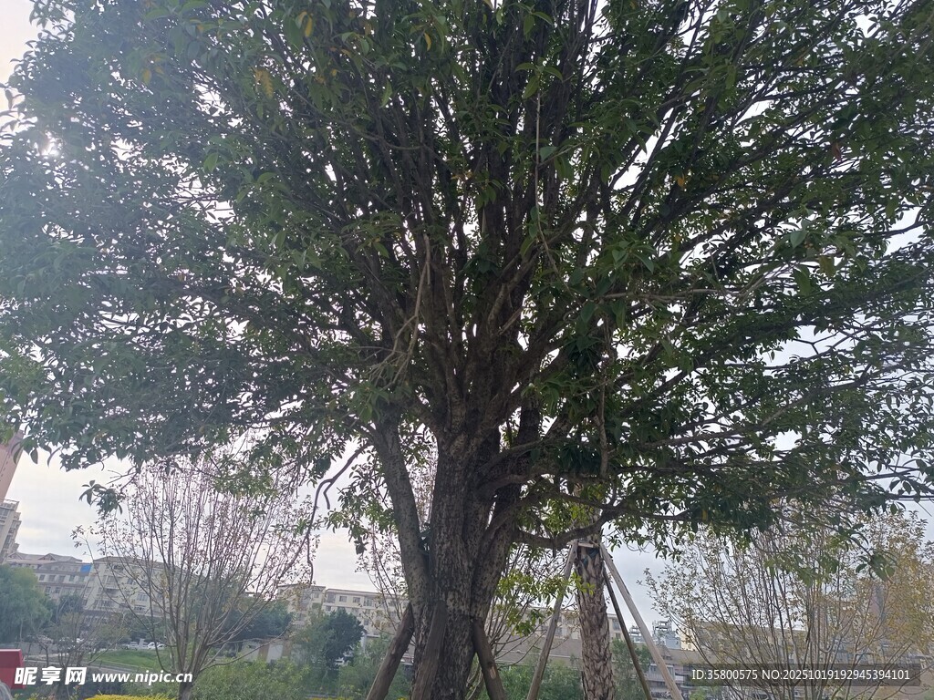高大繁茂的户外树木景观