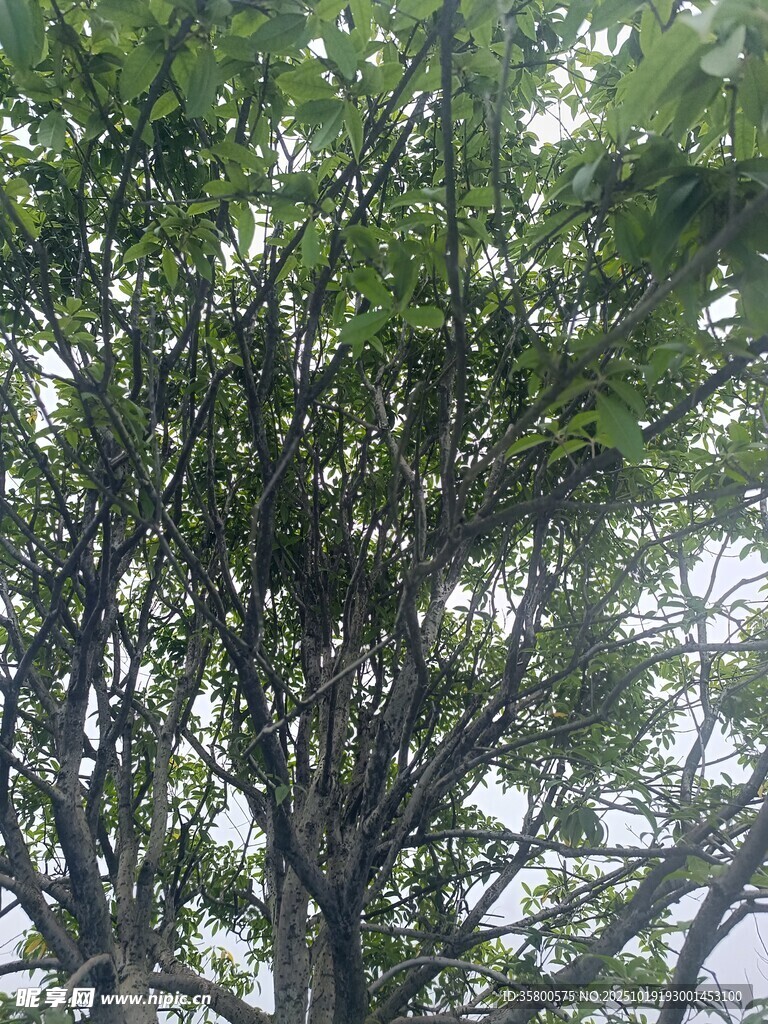 仰视茂密枝叶的树木
