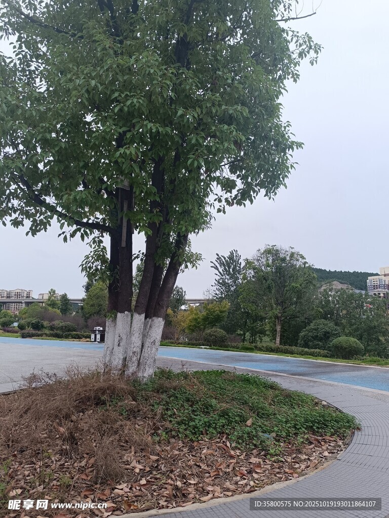 道路旁的树木与绿化