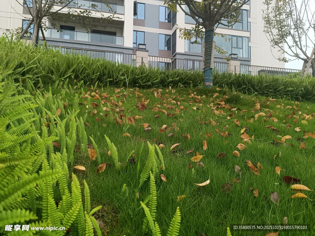 小区草地与落叶景观