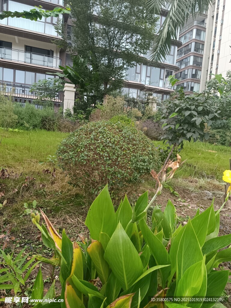 小区内的绿植景观