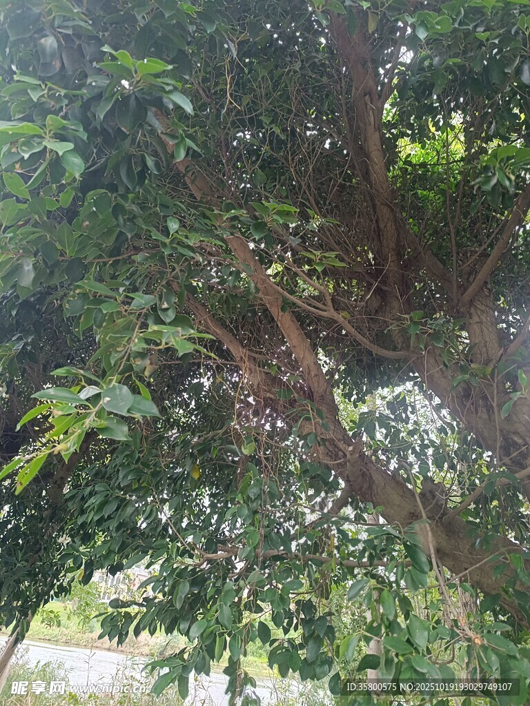 繁茂绿树展现自然生机